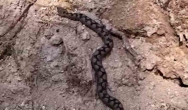 Bolu'da odun yığınları arasında nesli tehlike altında olan zehirli yılan görüntülendi