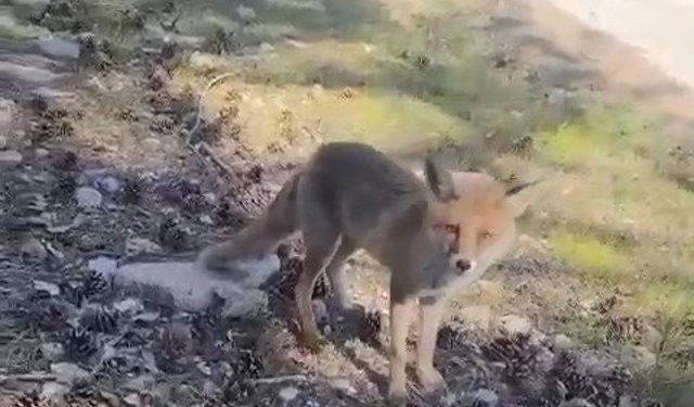 Bursa'da ilginç görüntüler