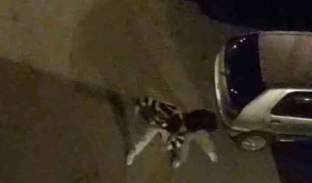 Bursa'da sokak ortasında boks ringlerini aratmayan kavga kamerada