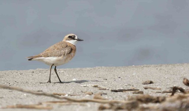 Çanakkale için yeni kuş türü: Büyük Cılıbıt