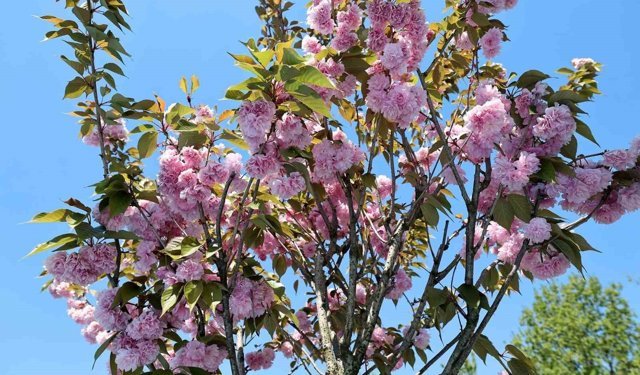 Çark Deresi kıyısında sakura güzelliği