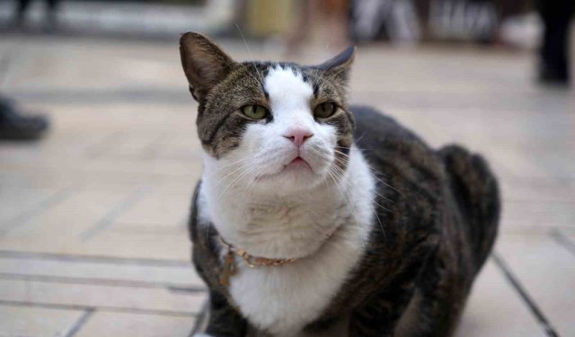 Çarşının 10 kiloluk Prens'i