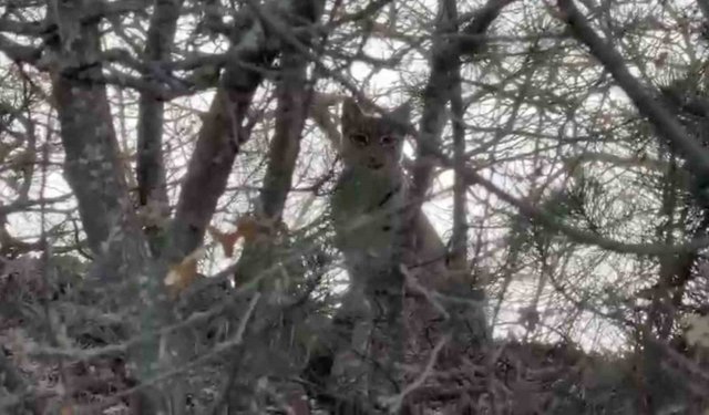 Çorum'da Avrasya vaşağı görüntülendi