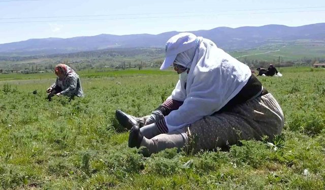 Çorum'da 'madımak otu' mesaisi başladı