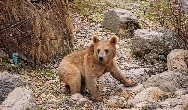 Çukurca'da aç kalan ayılar mahalleye indi