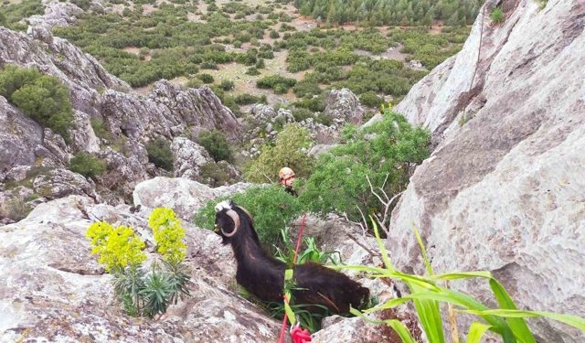 Dağda mahsur kalan keçi kurtarıldı