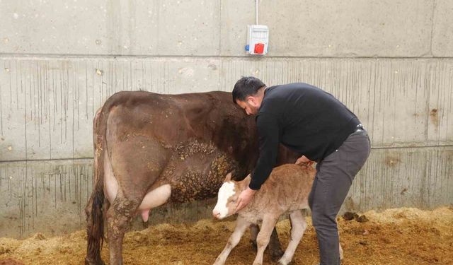 Devlet desteği ile kurduğu akıllı ahır projesiyle verimliliği artırdı