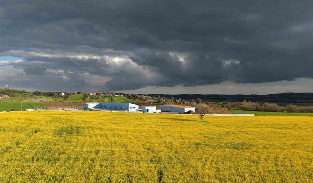 Devlet destekli kanola üretimi Adanalı çiftçinin yüzünü güldürdü