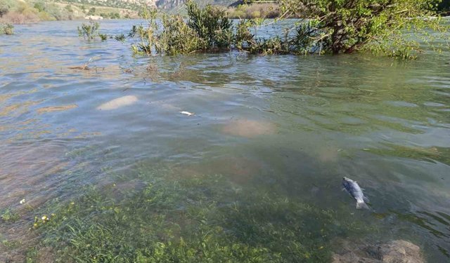 Dicle Nehri'nde balık ölümleri tedirgin etti