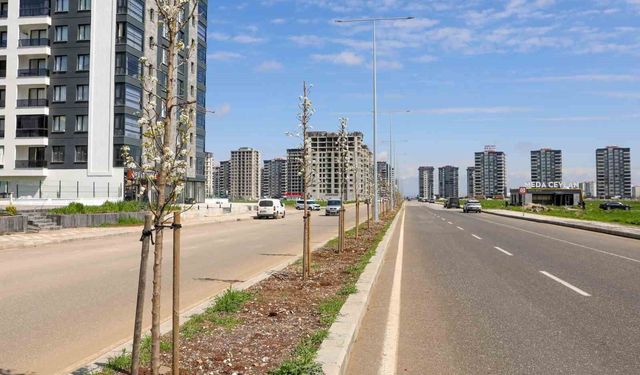 Diyarbakır'da yeşil dönüşüm: 5 bin ağaç dikildi
