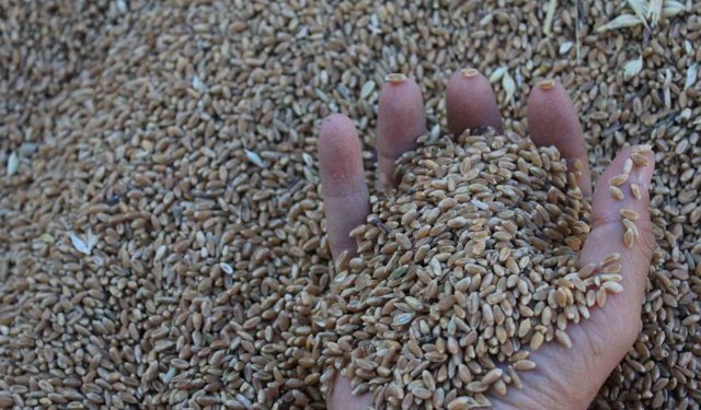 Dünya hububat üretiminde bir ilk gerçekleşecek