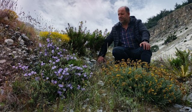 Dünyada sadece Aydın'da yetişen 'Küçük Çan' yok olma tehlikesiyle karşı karşıya