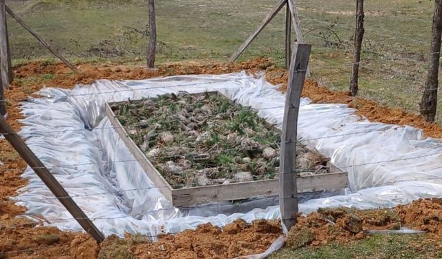 Düzce'de Çam Kese böceğiyle mücadele başladı