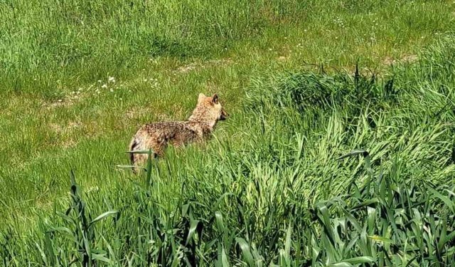 Edirne'de aç kalan çakal köye indi