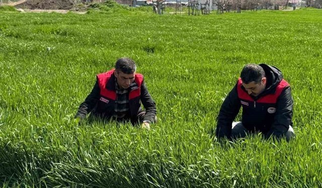 Elazığ'da hububat üreticilerine kök ve kök boğazı hastalık uyarısı