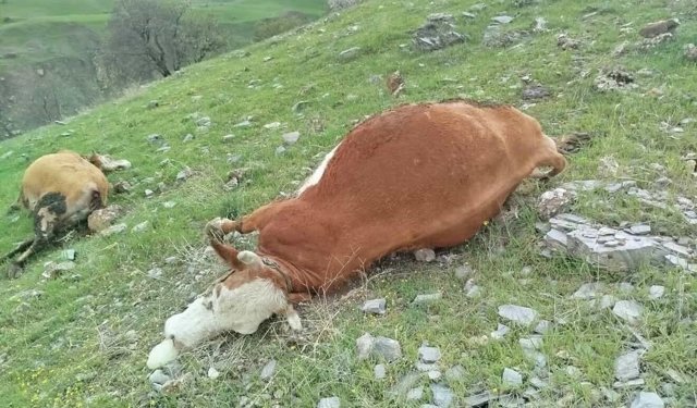 Elazığ'da yıldırımın çarptığı inekler telef oldu