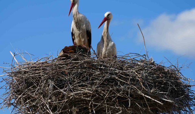 Esnafın merakla beklediği Rüzgar ve Nergis, 4'üncü yılında da aynı yuvaya döndü