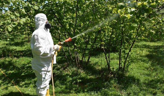 Fındıkta külleme ve kozalak akarına karşı mücadele başlatıldı
