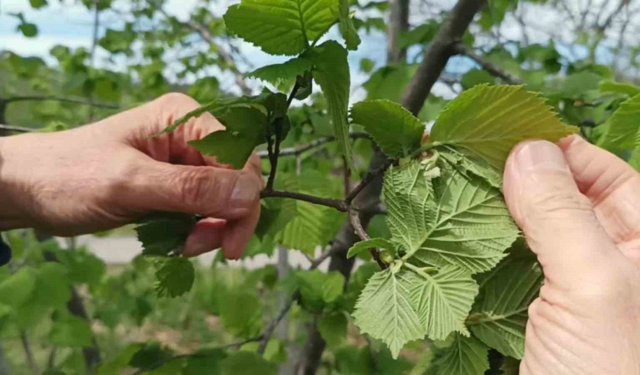 Fındıkta verim düşüklüğü maliyeti artırıyor