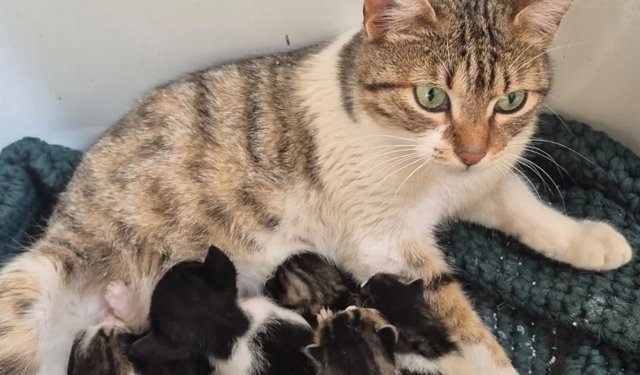 Germencik'te can dostlar yeni yuvalarını arıyor