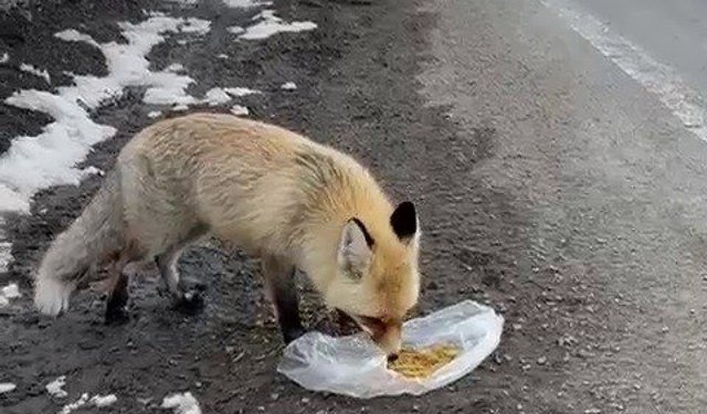 Gezen tilki nasibini buldu