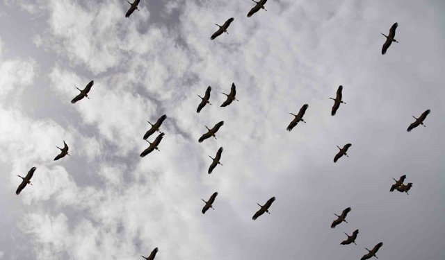 Göç yolculuğunu tamamlayan leylekler, martılarla aynı alanda buluştu