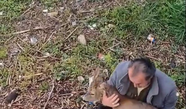 Görele'de araçlara çarpan yaralı karaca derede bulundu