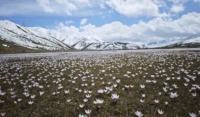 Güzeldere Vadisi'nde bahar şöleni: Çiğdemler görsel ziyafet sunuyor