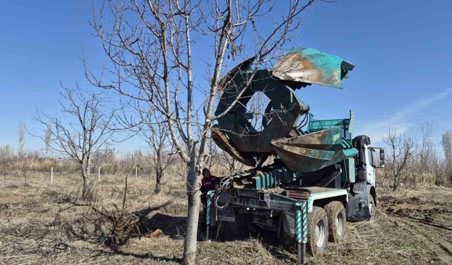 Iğdır'da 15-16 yıllık 77 kiraz ağacı taşınarak kesilmekten kurtarıldı