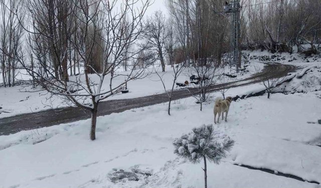 Iğdır'da nisan sürprizi: Yüksek kesimlerde kar, merkezde yağmur etkili