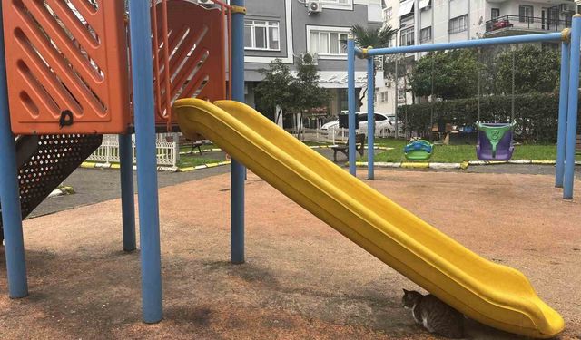 İzmir'de domuzlar sosyal hayatın parçası olmaya başladı