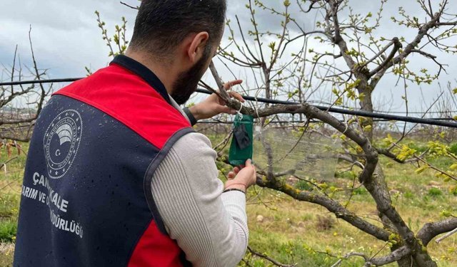 Kahverengi kokarca için tuzak takip çalışması