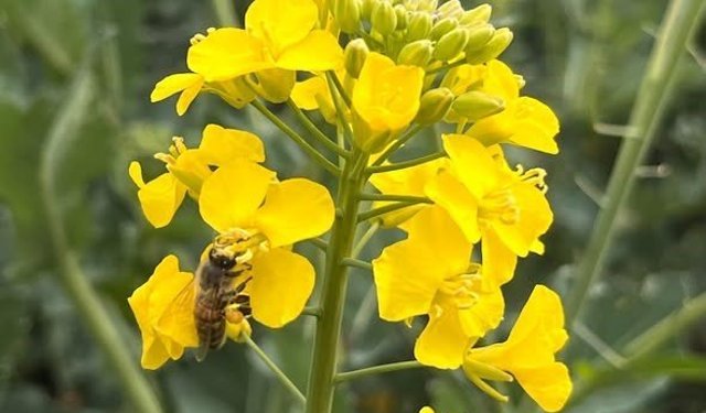 Kanola ilaçlamasında arıların korunması çağrısı