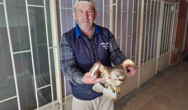 Karapınar'da yaralı kızıl şahin tedavi altına alındı