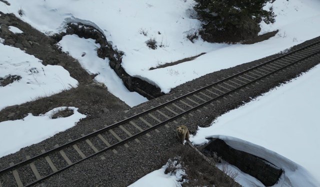 Kars'ta drone ile karşılaşan boz ayı kamerada: Merak, tedirginlik ve kaçış