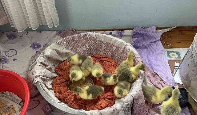 Kars'ta kazlar kuluçkada, köylerde seferberlik başladı