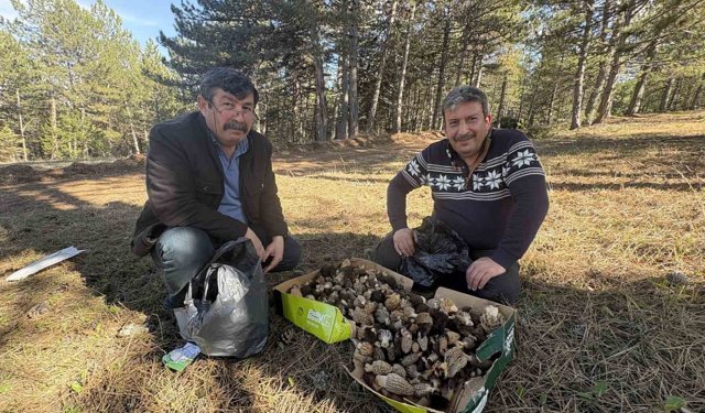 Kastamonu ormanlarında kuzugöbeği mantarı bolluğu