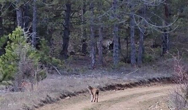 Kastamonu'da ormanda dolaşan vaşak görüntülendi