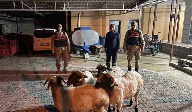 Kilis'te kayıp küçükbaş hayvanlar bulundu