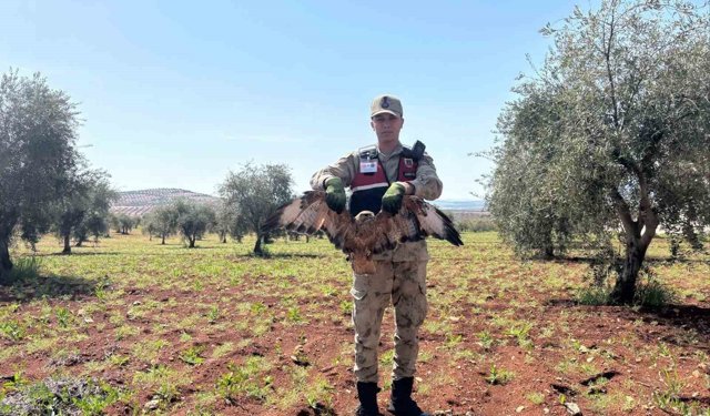 Kilis'te yaralı kızıl şahin bulundu
