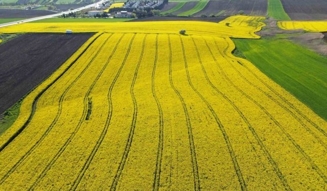 Kırklareli'nde kanola tarlaları sarıya büründü