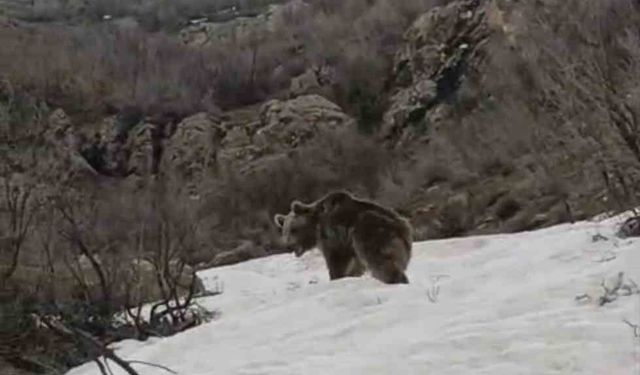Kış uykusundan uyanan ayı yerleşim yerine indi