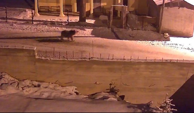 Kış uykusundan uyanan ayılar Bayburt'un köylerinde yiyecek aradı