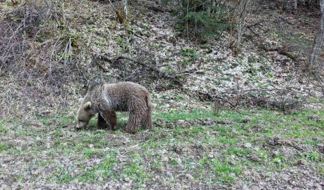 Kış uykusundan uyanan ayılar, ormanlık alanda beslenirken görüntülendi