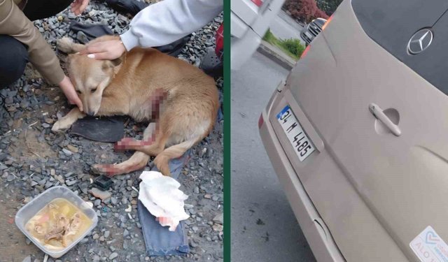 'Köpeğe çarptın' tartışması kamerada