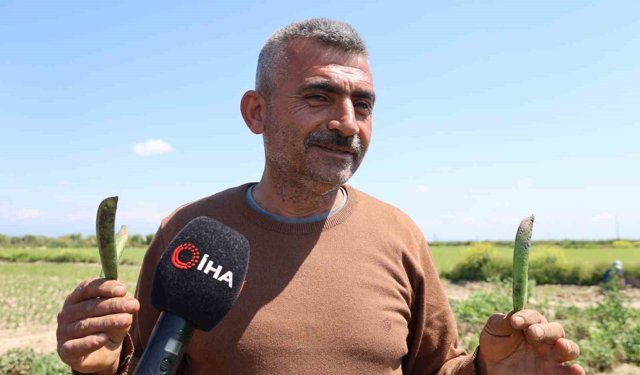 Kozan bezelyesi görünümüyle Karadeniz hamsisine benzetildi