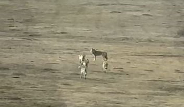 Kurt sürüsü arazide böyle görüntülendi