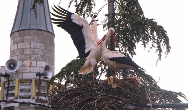 Leyleklere 'Saygılı' köy: Bütün elektrik direkleri yuva oldu, leylekler için tedbir alındı