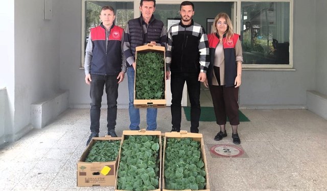Lüleburgaz'da çiftçiye hıyar fidesi dağıtıldı