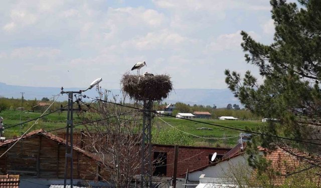 Malatya'da baharın müjdecisi leylekler yuvalarına dönüyor